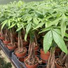 Money Tree Pachira Aquatica Feng Shui Good Luck Indoor Live Plant in 4 Inch Pot