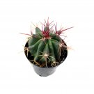 Ferocactus gracilis ssp. coloratus Fire Barrel Cactus Red Spine Live Plant 3.25 Inch Pot