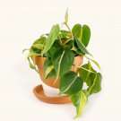 Philodendron Brasil Variegated Houseplant Easy Indoor Live Plant in 6” Pot