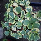 Variegated Heart Hoya Hoya kerrii Variegata Live Succulent Houseplant in 4” Pot