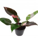 Philodendron Pink Princess Philodendron erubescens Rare Houseplant in 4” Pot