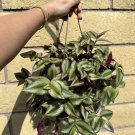 Tradescantia Zebrina Wandering Jew Rare Trailing Houseplant in 6” Pot