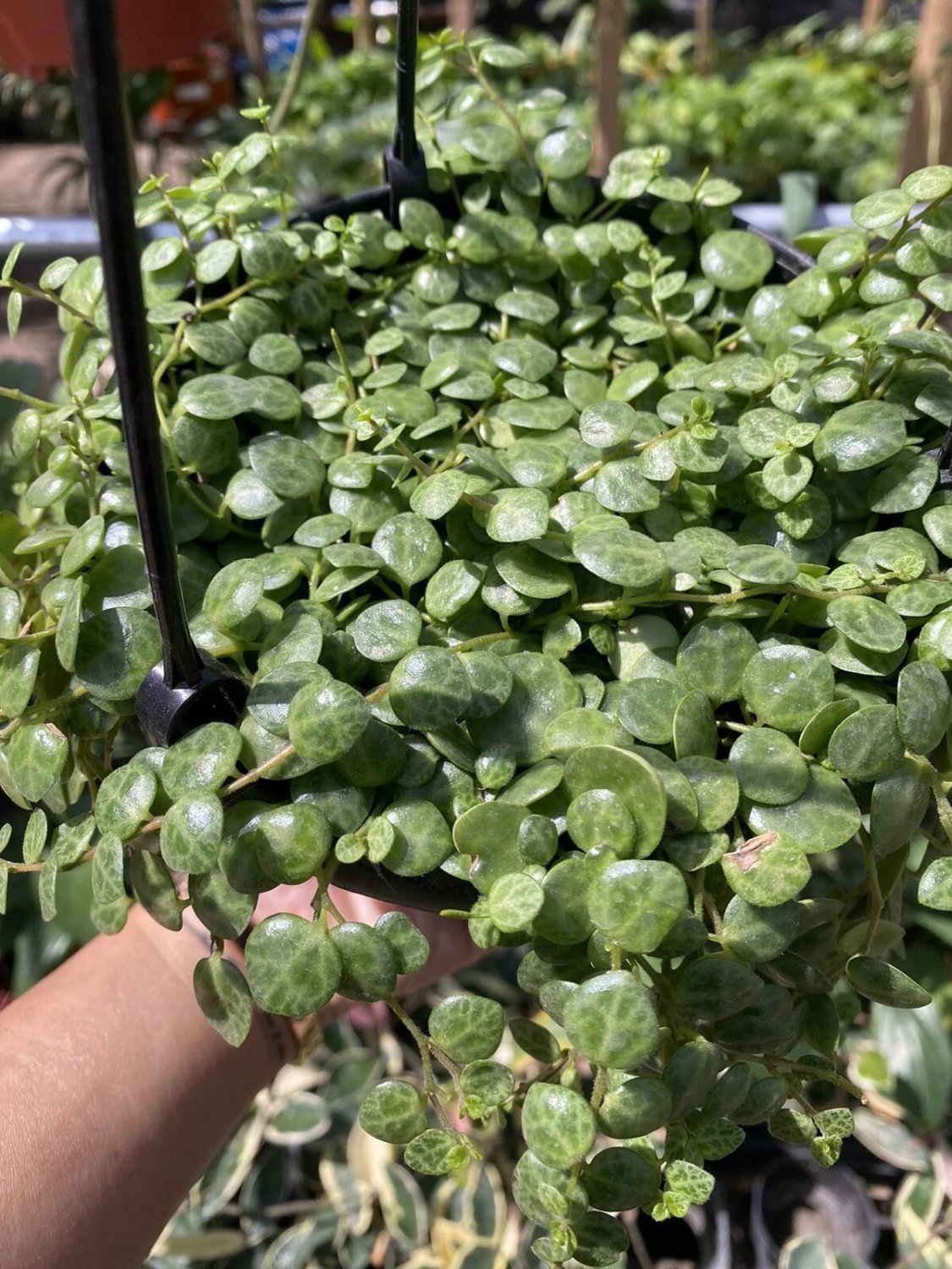String of Turtles Peperomia Prostrata Trailing Houseplant in 6&acirc;�� Hanging Basket