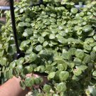String of Turtles Peperomia Prostrata Trailing Houseplant in 6” Hanging Basket