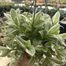 Tradescantia Albiflora Albovitatta Rare Wandering Jew Houseplant Live Plant in 6 Inch Pot