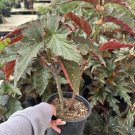 Angel Wing Begonia Lana Live Plant Rooted Tropical Flowering Houseplant in 1 Gallon Pot