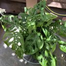 Monstera Adansonii Swiss Cheese Plant Live Tropical Indoor Outdoor Houseplant 6” Pot