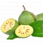 Embracing Nature's Antioxidant Ceylon Bael Leaf Powder