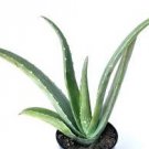 Live Aloe Vera Plant - Soothing Skin Care, Air Purifying, Easy to Maintain, Multipurpose