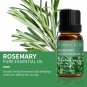 10ml Lavender, Eucalyptus, Tea, Peppermint, Rosemary, Mint, Bergamot, Rose Oils