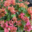 Bambino Burnt Orange Bougainvilleasmall Well Rooted Starter Plant Bambino Burnt Orange Bougainvilleasmall Well Rooted Starter Plant
