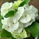 Mee Ngerncrown Of Thorns Euphorbia Miliichrist Plantstarter Plant