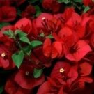 San Diego Red Bougainvilleasmall Well Rooted Starter Plant &Htf