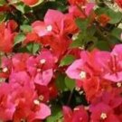 Miss Manilla Bougainvilleasmall Well Rooted Starter Plant & Htf Miss Manilla Bougainvilleasmall Well Rooted Starter Plant & Htf