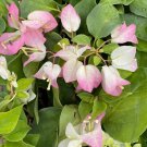 Yani'S Delight Bougainvilleasmall Well Rooted Starter Plant Yani'S Delight Bougainvilleasmall Well Rooted Starter Plant