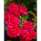 Double Red Bougainvilleasmall Well Rooted Starter Plant & Htf