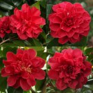 Tom Knudsen Unique Bloomcamellia Japonica Live Starter Plant