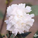Polar Ice Camellia Japonica Live Starter Plant Highly Variable Blooms
