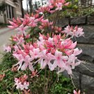 Spring Sensation Aromi Azalea Rhododendron Deciduous Small Starter Plant