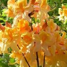 Dancing Rabbit Aromi Azalea Rhododendron Deciduous Small Starter Plant Dormant