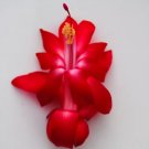 Christmas Cactus Starter Plant Lipstick Schlumbergera Truncata Christmas Cactus Starter Plant Lipstick Schlumbergera Truncata