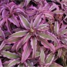 El Rey Cryptanthus Bivittatus Aka Earth Star Bromeliad Unrooted Starter Plant