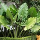 Portora Elephant Ear Alocasia Live Starter Plantcold Hardygets Huge Portora Elephant Ear Alocasia Live Starter Plantcold Hardygets Huge