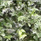 Variegated Confederate Jasmine Trachelospermum Jasminoides Rooted Starter Plant