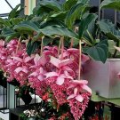 Royal Chandalier Magnifica Medinilla Plant Live Well Rooted Starter Plant Rare Royal Chandalier Magnifica Medinilla Plant Live Well Rooted Starter Plant Rare