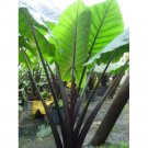 Black Stem Elephant Ear Alocasia Macrorrhiza Starter Plant Very Dramatic Black Stem Elephant Ear Alocasia Macrorrhiza Starter Plant Very Dramatic