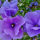 Alyogyne Huegelii Blue Hibiscus-live Well Rooted Starter Plant Alyogyne Huegelii Blue Hibiscus-live Well Rooted Starter Plant