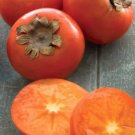 American Common Persimmon Tree Diospyros Virginiana Well Rooted Starter Plant American Common Persimmon Tree Diospyros Virginiana Well Rooted Starter Plant