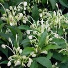 Musical Notes Clerodendrum Incisum Small Well Rooted Starter Plant Rare Musical Notes Clerodendrum Incisum Small Well Rooted Starter Plant Rare