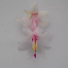 Christmas Cactus Starter Plant White Modesto Schlumbergera Truncata Christmas Cactus Starter Plant White Modesto Schlumbergera Truncata