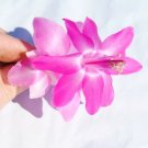 Christmas Cactus Starter Plant Vilha Velha Brazil Schlumbergera Truncata Christmas Cactus Starter Plant Vilha Velha Brazil Schlumbergera Truncata