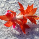 Christmas Cactus Starter Plant Sunset Glow Schlumbergera Truncata Christmas Cactus Starter Plant Sunset Glow Schlumbergera Truncata