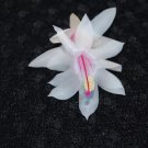 Christmas Cactus Starter Plant Snow Fire Schlumbergera Truncata