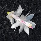 Christmas Cactus Starter Plant Silk Angel Schlumbergera Truncata
