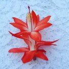 Christmas Cactus Starter Plant Samuri Schlumbergera Truncata Christmas Cactus Starter Plant Samuri Schlumbergera Truncata