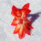 Christmas Cactus Starter Plant Roman Candle Schlumbergera Truncata