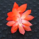 Christmas Cactus Starter Plant Rio Brazil Schlumbergera Truncata