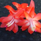 Christmas Cactus Starter Plant Red Dragon Schlumbergera Truncata Christmas Cactus Starter Plant Red Dragon Schlumbergera Truncata
