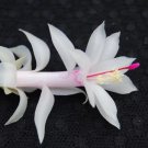 Christmas Cactus Starter Plant Livia Schlumbergera Truncata Christmas Cactus Starter Plant Livia Schlumbergera Truncata