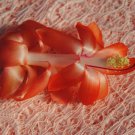 Christmas Cactus Starter Plant Laks Schlumbergera Truncata Christmas Cactus Starter Plant Laks Schlumbergera Truncata