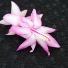 Christmas Cactus Starter Plant Jolly Roger Schlumbergera Truncata