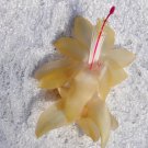 Christmas Cactus Starter Plant Gold Butterfly Schlumbergera Truncata Christmas Cactus Starter Plant Gold Butterfly Schlumbergera Truncata