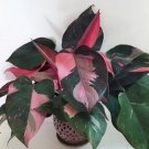 Pink Princess Variegated Philodendron Small Rooted Starter Plant Pink Princess Variegated Philodendron Small Rooted Starter Plant