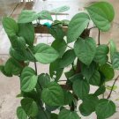 Black Pepper Piper Nigrum Live Starter Plant Usa Seller