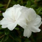 Encore Autumn Moonlight Azalea Deciduous Well Rooted Starter Plant Encore Autumn Moonlight Azalea Deciduous Well Rooted Starter Plant