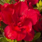 Encore Autumn Bonfire Azalea Deciduous Well Rooted Starter Plant Blood Red Encore Autumn Bonfire Azalea Deciduous Well Rooted Starter Plant Blood Red